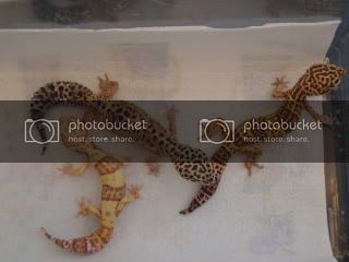 geckos006.jpg