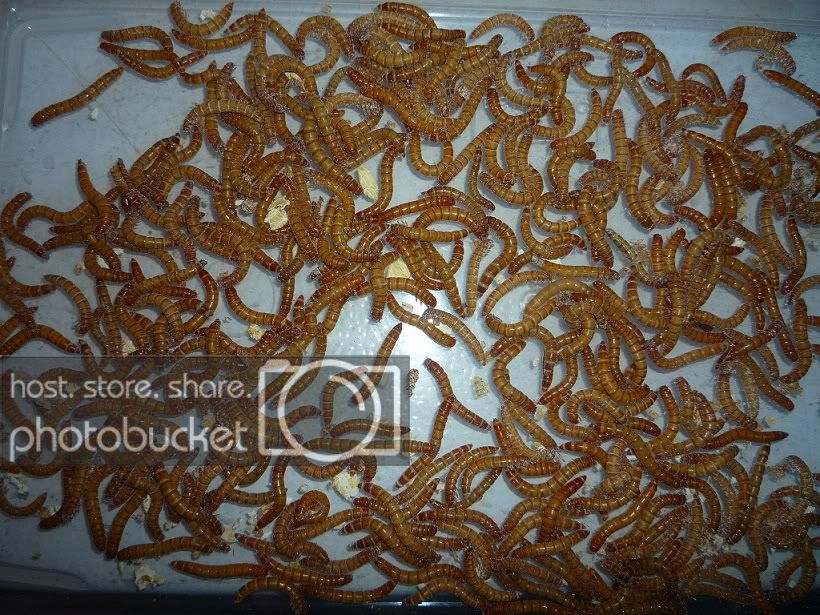 Mealworms1.jpg