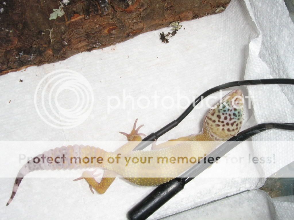 evenmoregeckos005.jpg