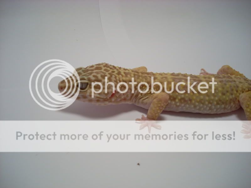 LightBox027.jpg