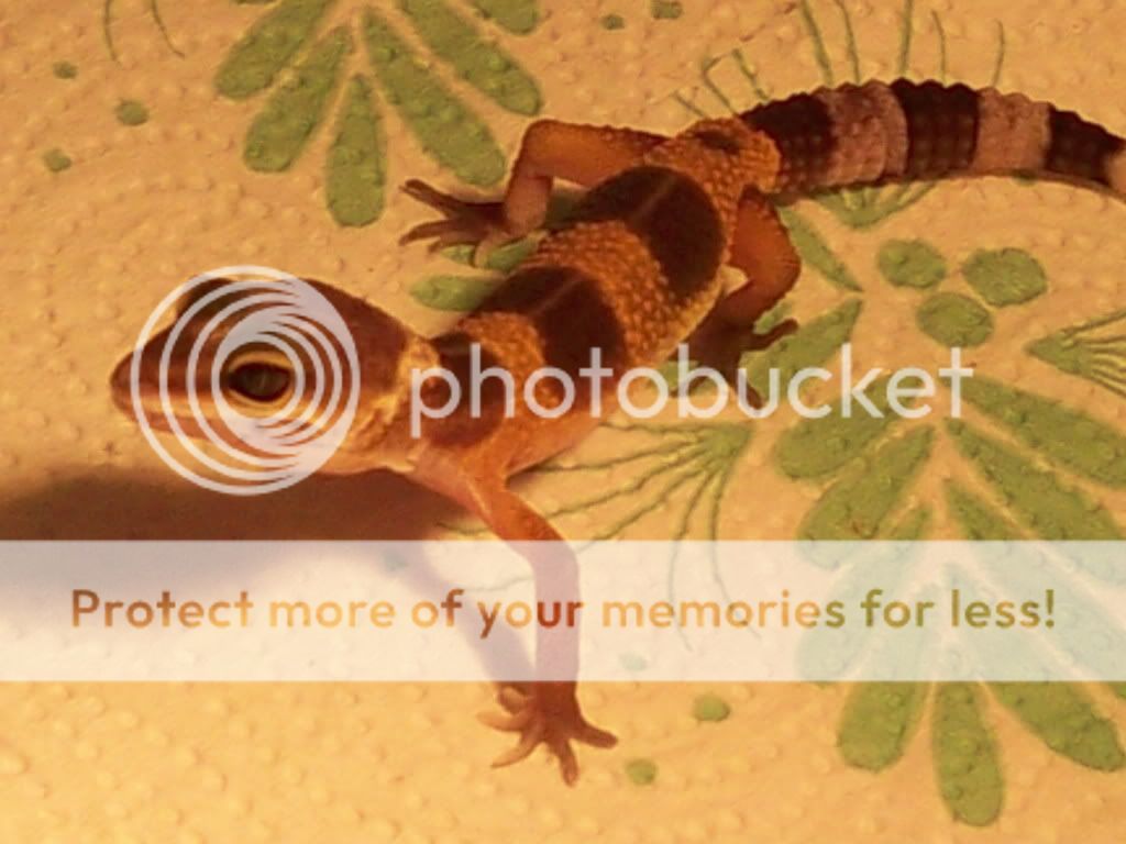 leopardgecko3.jpg