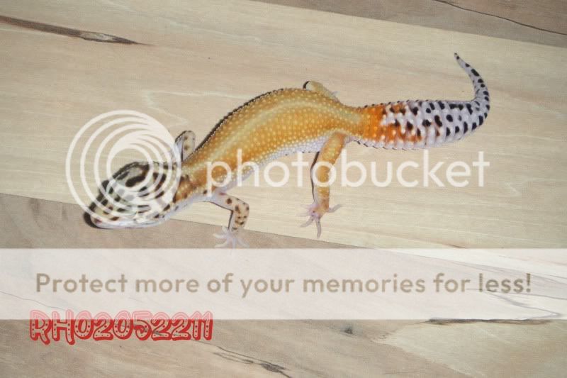 DSCF0797.jpg