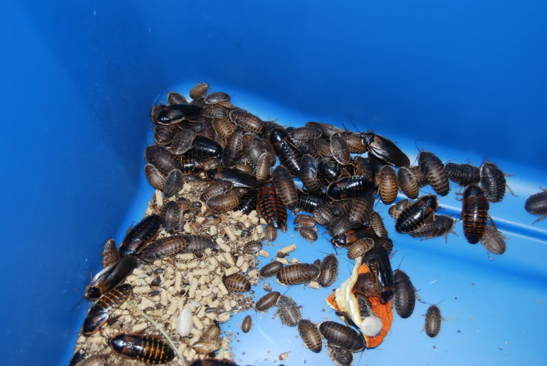 Roaches007.jpg