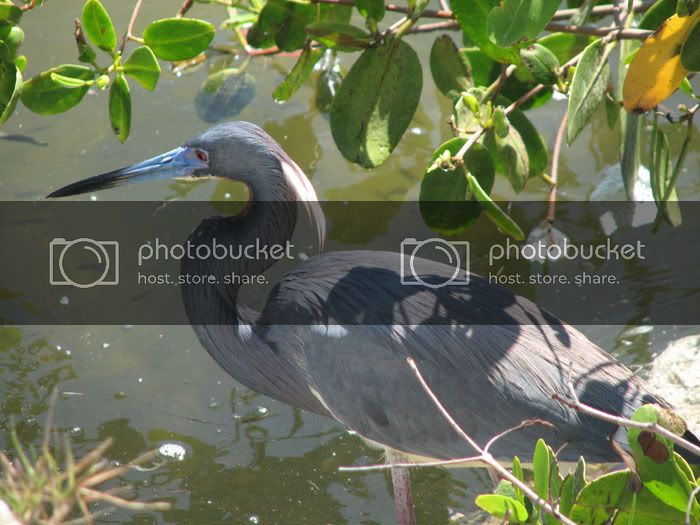 littleblueheron3.jpg