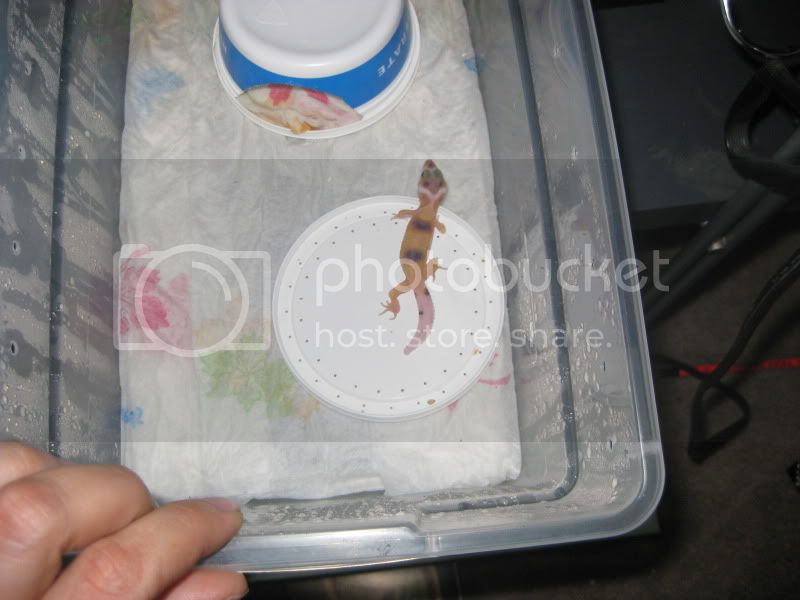 kidspetsSolstice2009108-1.jpg