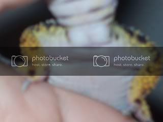 geckos045.jpg