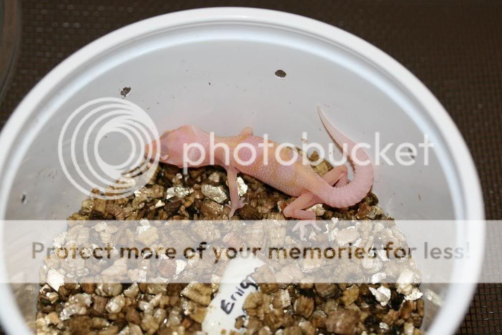 hatchling1-09pic3.jpg