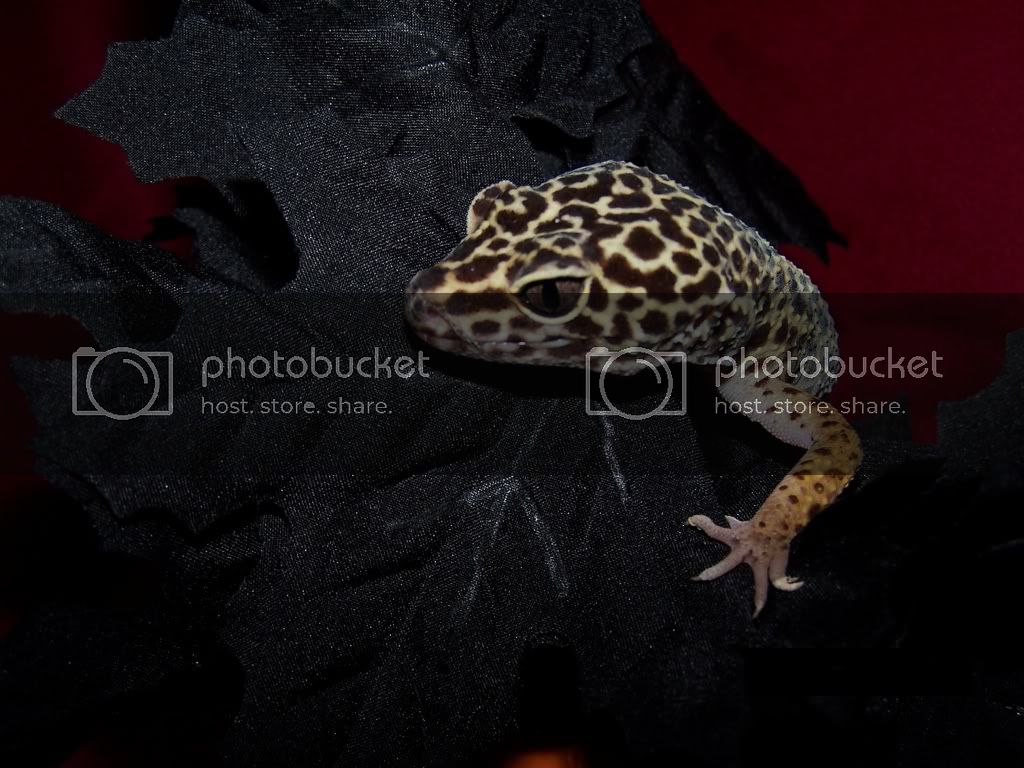 HalloweenGecko.jpg