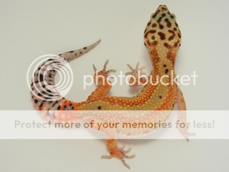 GeckosAugust2011005.jpg