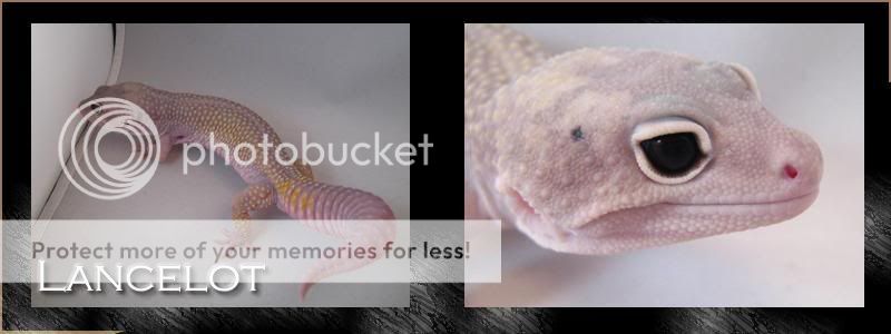 Lancelot-1.jpg