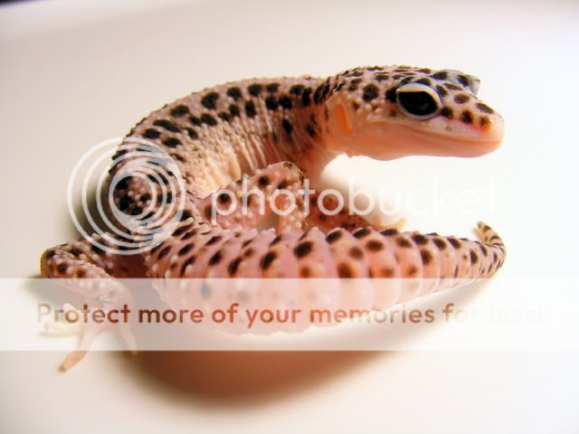 geckoslighttest043.jpg