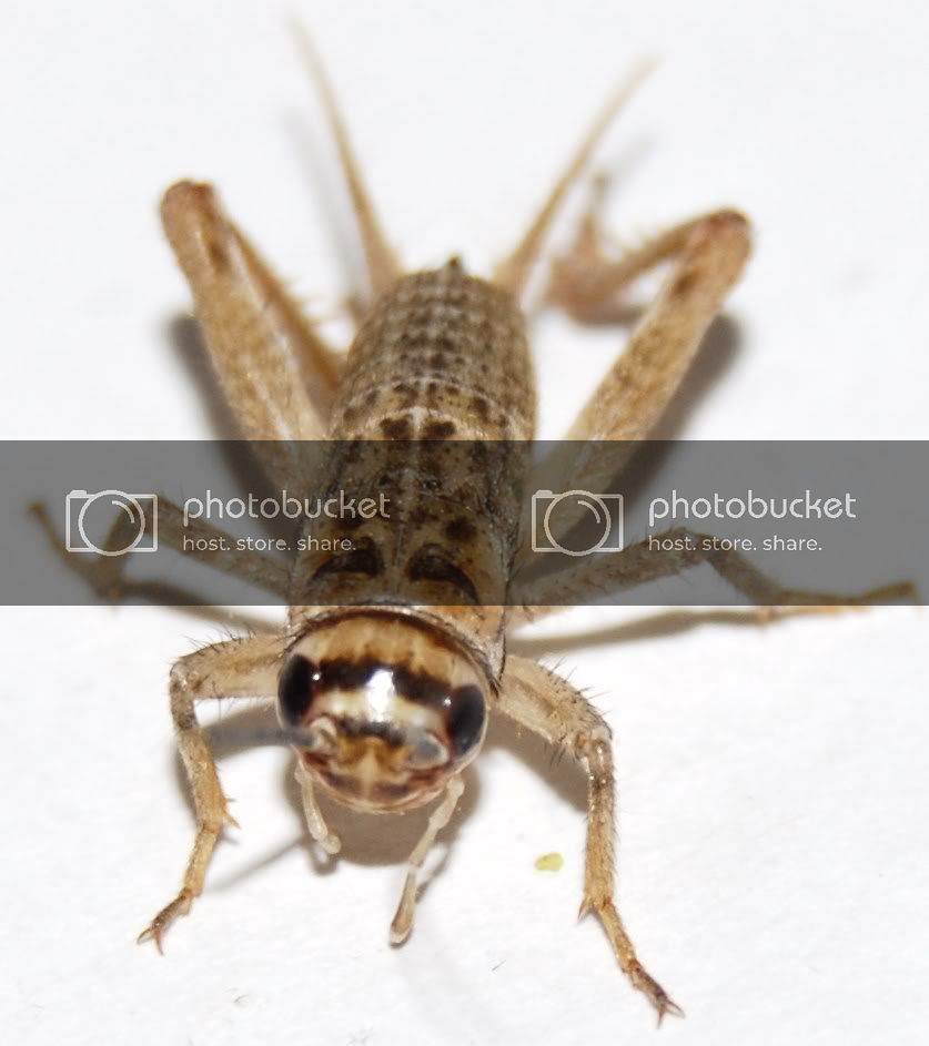 cricket001.jpg