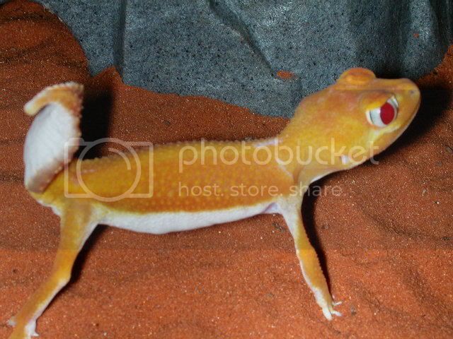 geckos2005151.jpg