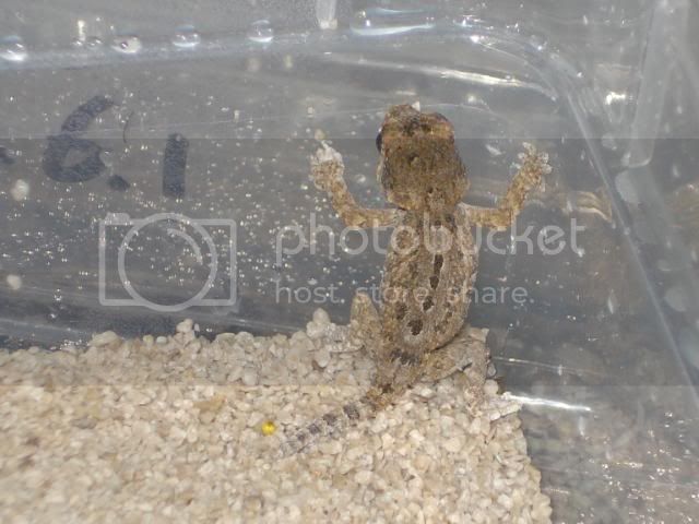 geckoniaenparoedura025.jpg