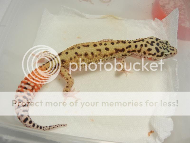 GeckosAugust2011008.jpg