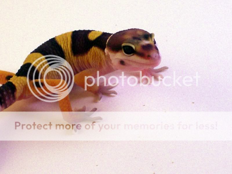 Geckos032.jpg