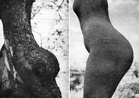 olivetree5.jpg