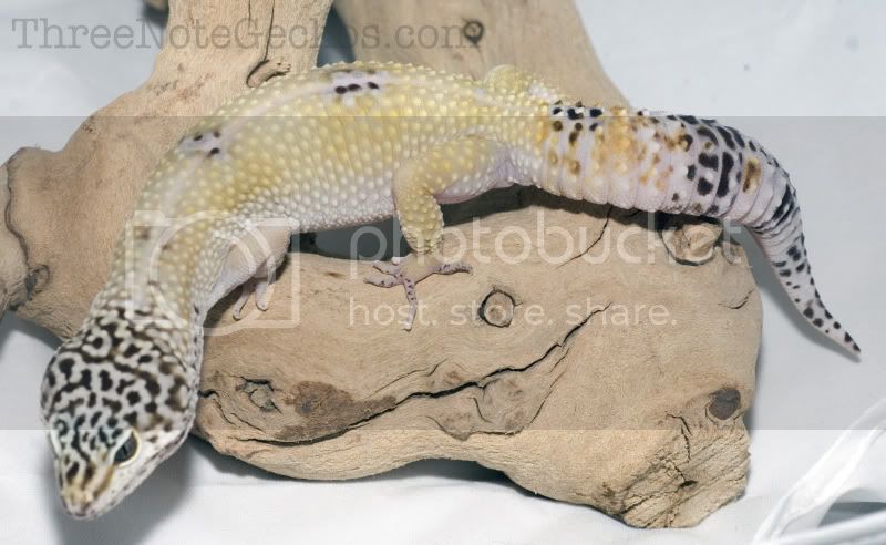 TUGSnow001.jpg