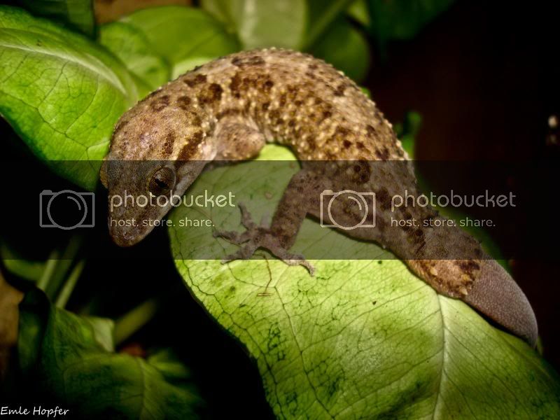 Animals1of23.jpg