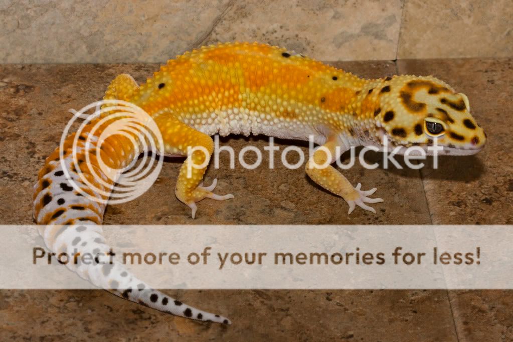 20100212Geckos257Emerine-Bermuda.jpg