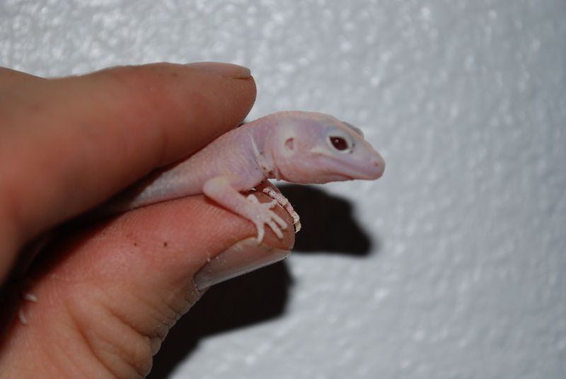 geckos068hg6.jpg