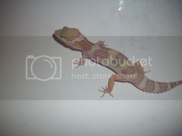 geckos010.jpg