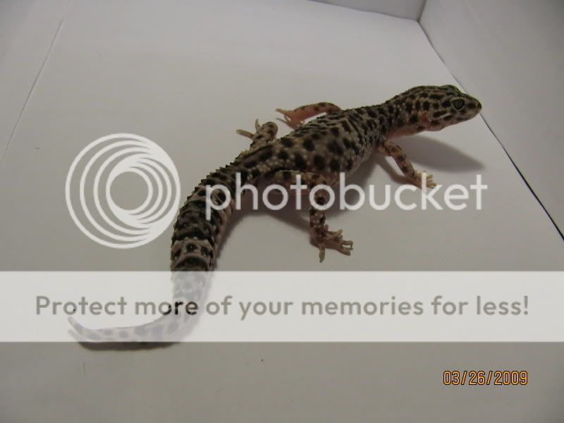 IMG_0071.jpg