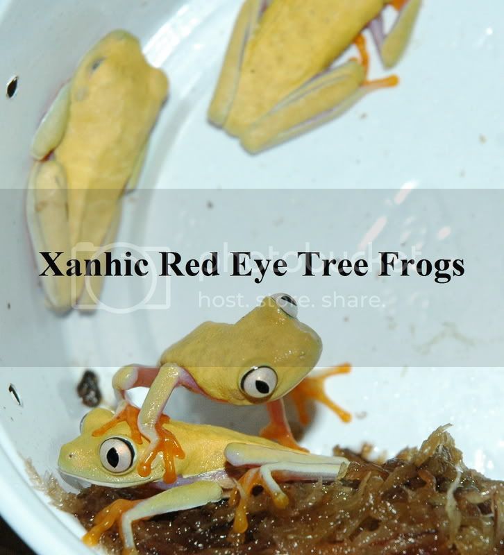 Xanthic3.jpg