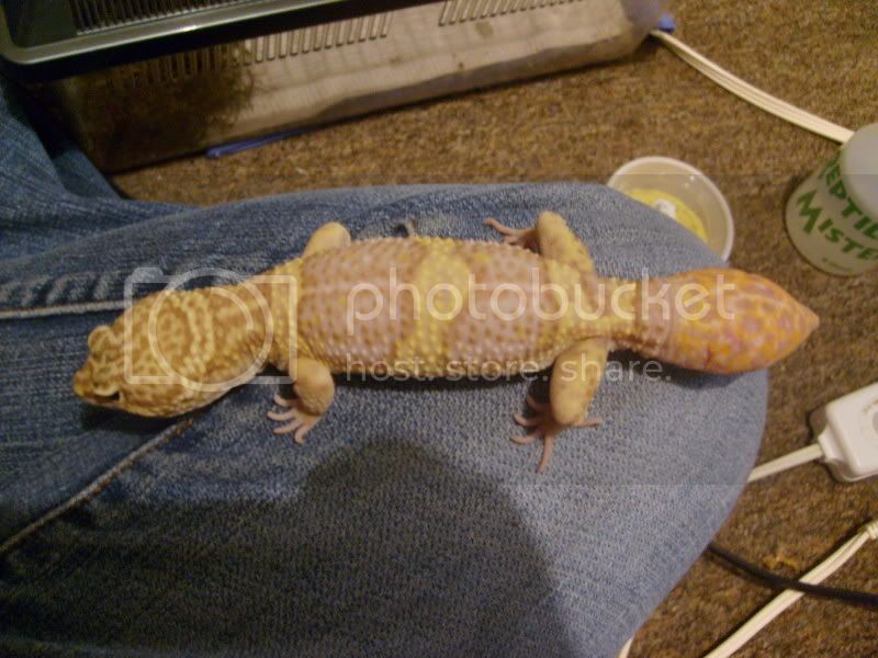 leopardgeckostorms007h.jpg