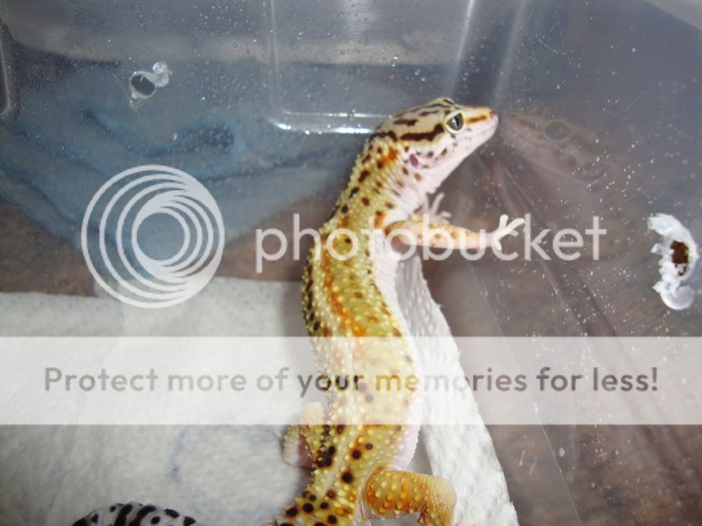 Geckos076-1.jpg