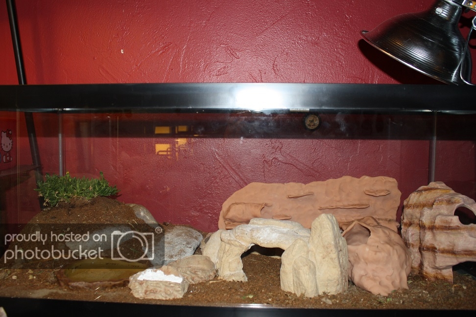 newTank1_zpsceff7c33.jpg