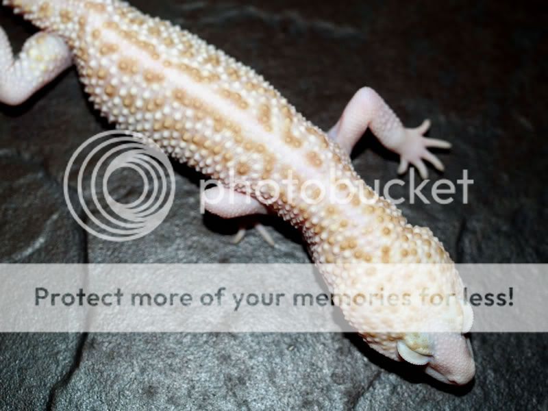 SuperRaptorbody.jpg