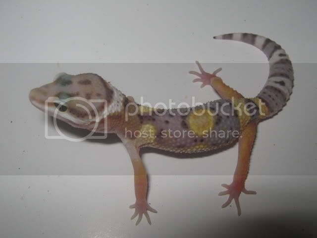 babyleos007.jpg