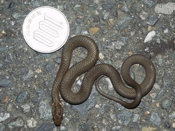 small_snake_top_600.jpg