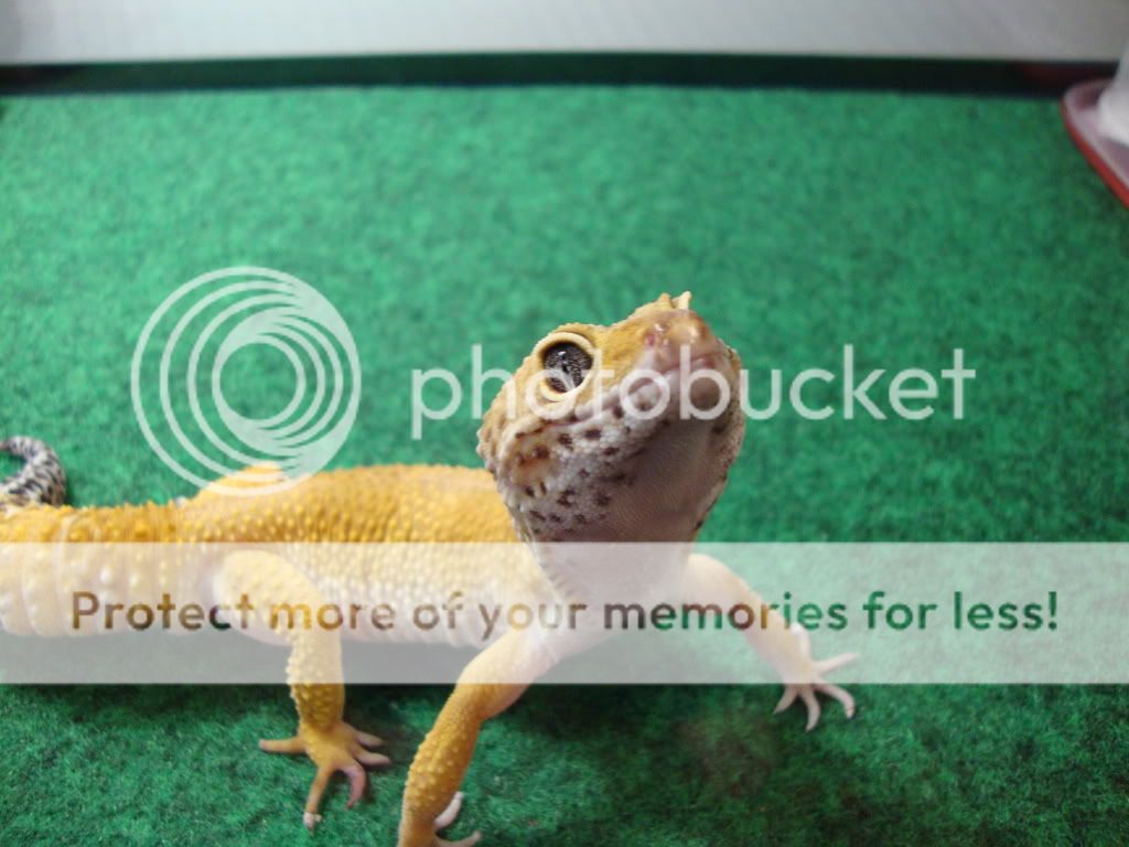 Geckos058.jpg