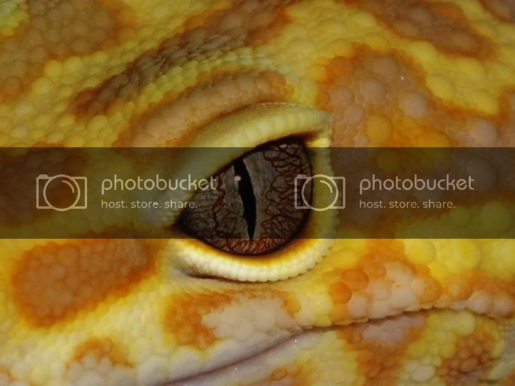 CAYENNE4.jpg