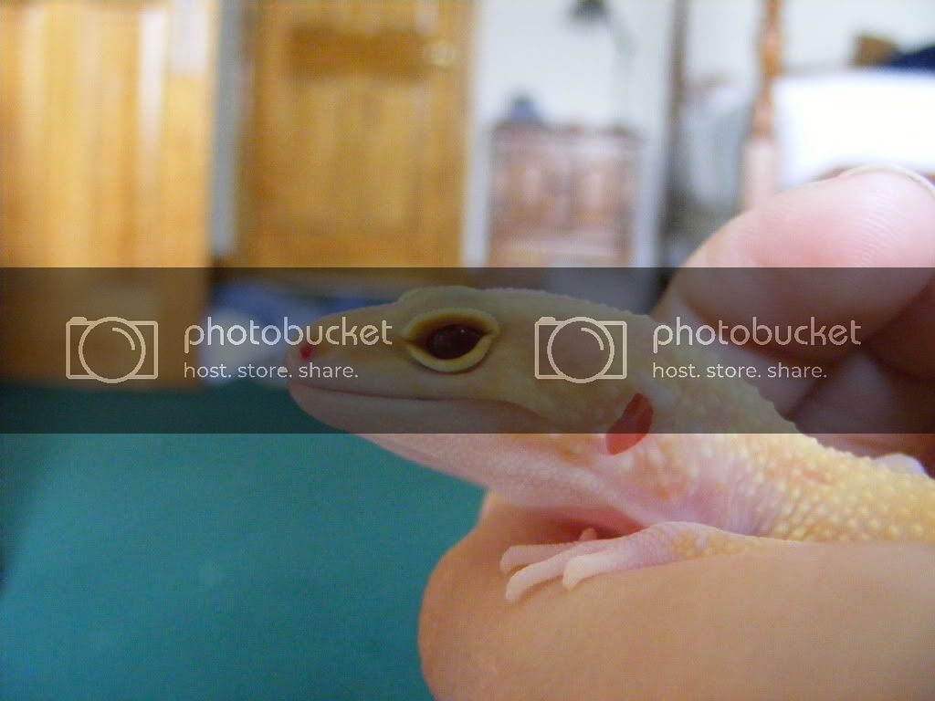 Geckos7-17-08077.jpg