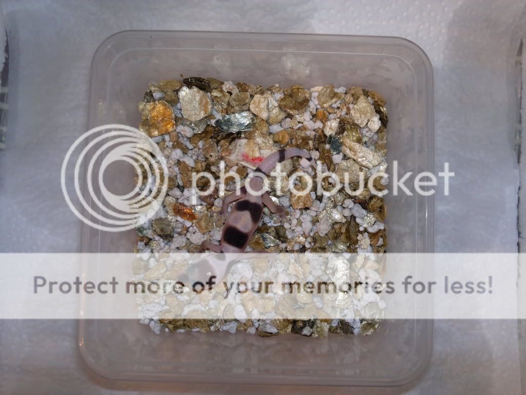 06-11-2011.jpg