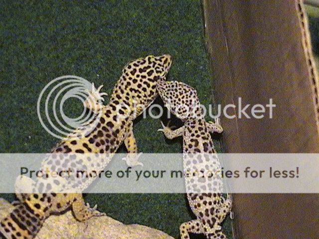 DSC00070.jpg