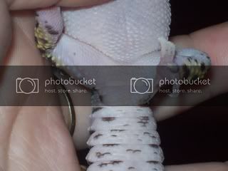 geckos038.jpg