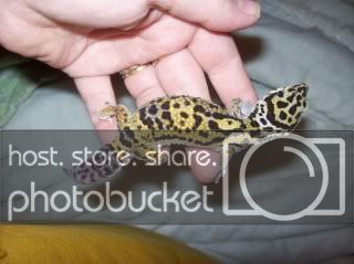 geckos2042.jpg