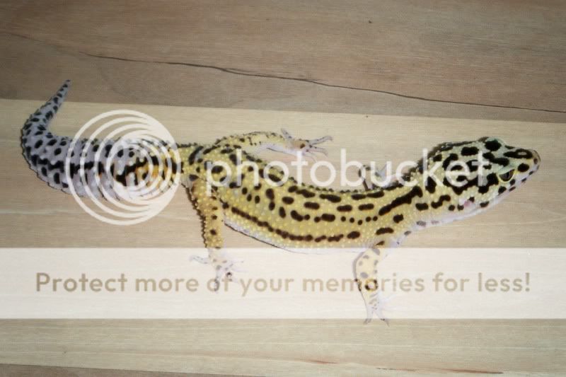 DSCF1630.jpg