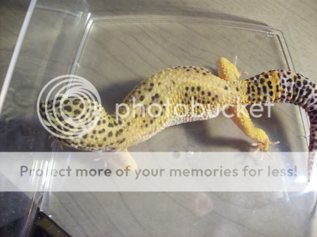 geckos022.jpg