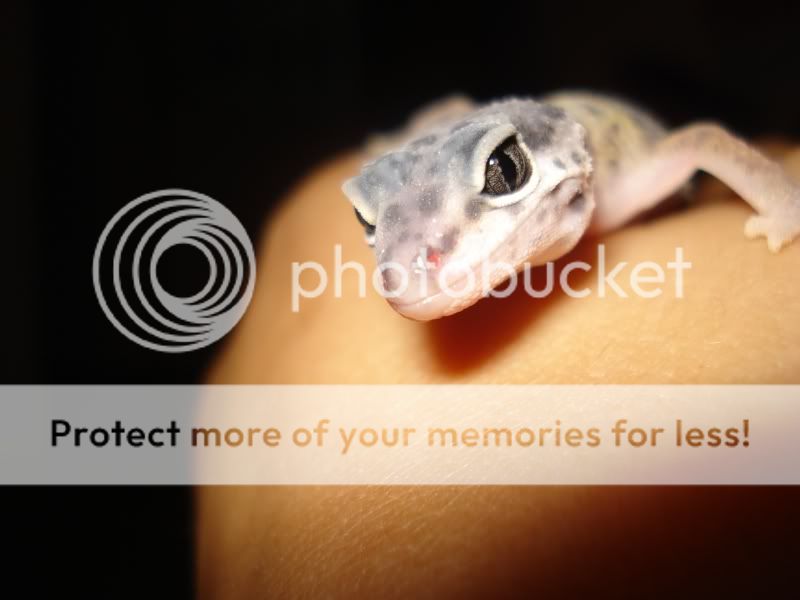 gecko133.jpg