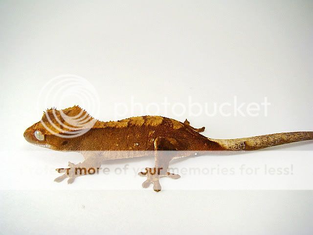 rf0129.jpg