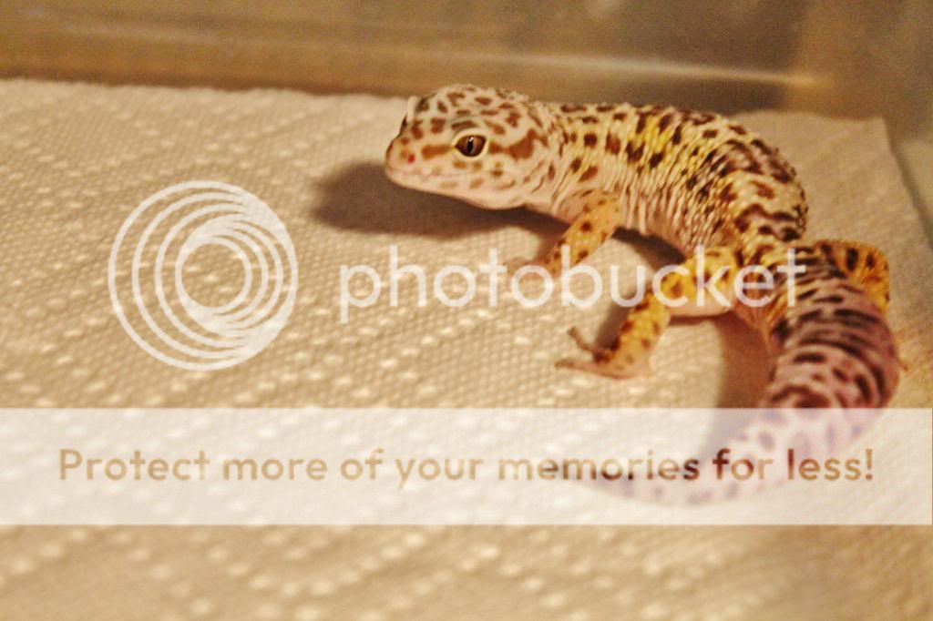 IMG_4665_zps4aa9af78.jpg