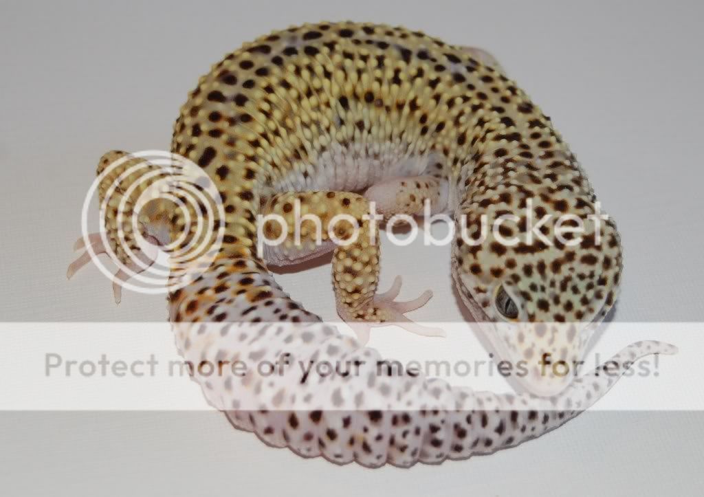 macksnowreversestripemale81grams.jpg