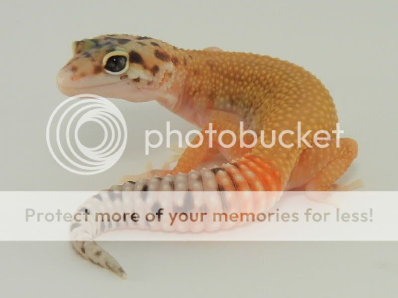 GeckosJune2011108.jpg