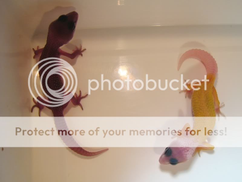 03-07-09-0903010001.jpg