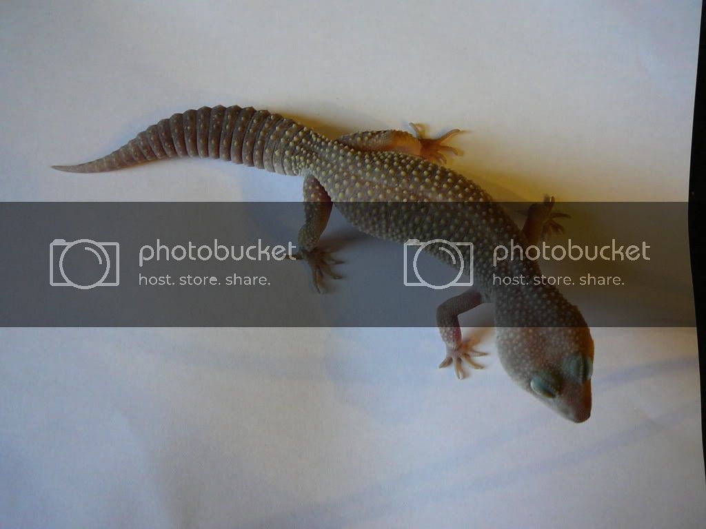 Geckos007.jpg